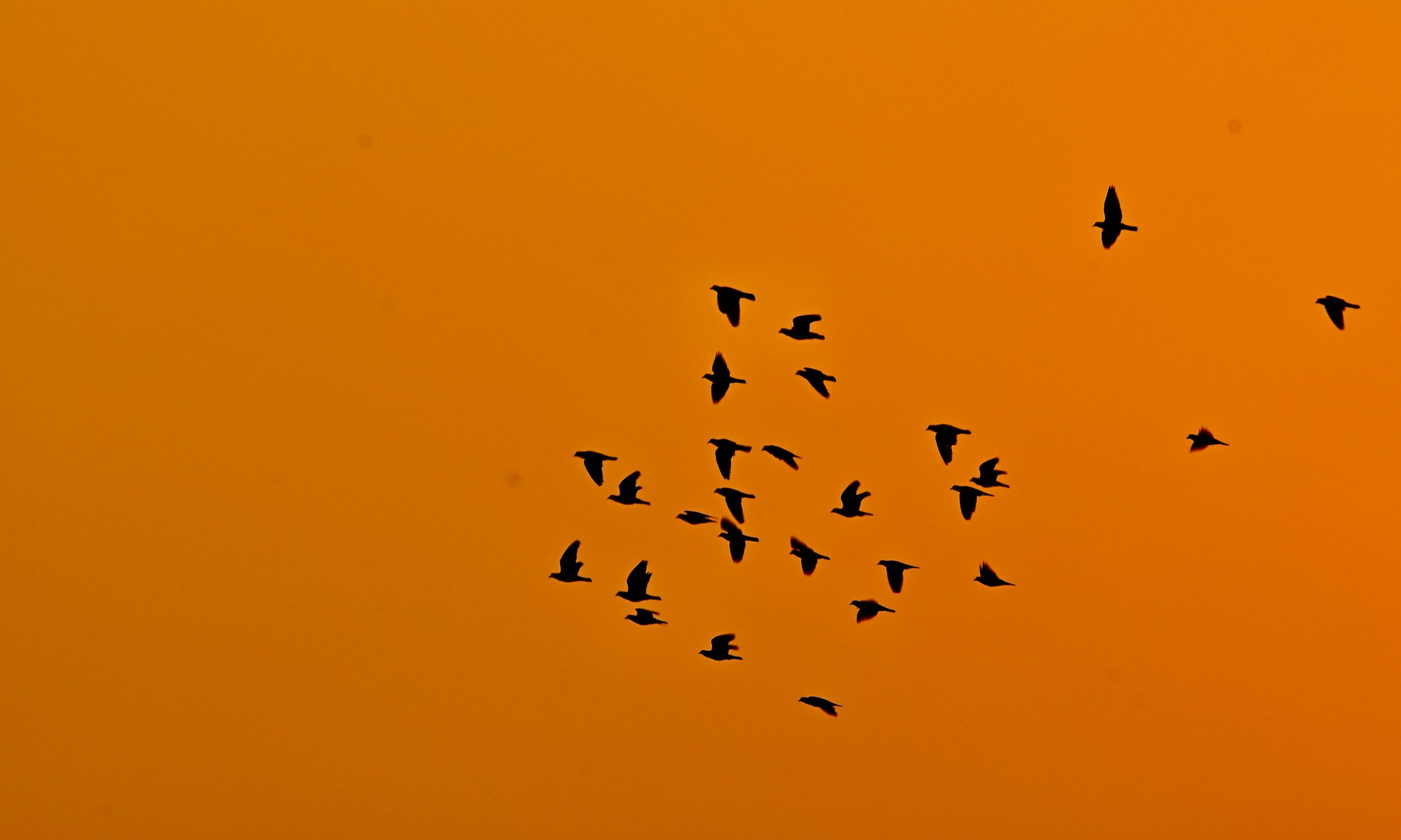 Migrations in the SE field